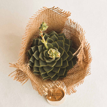 Kermit Succulent